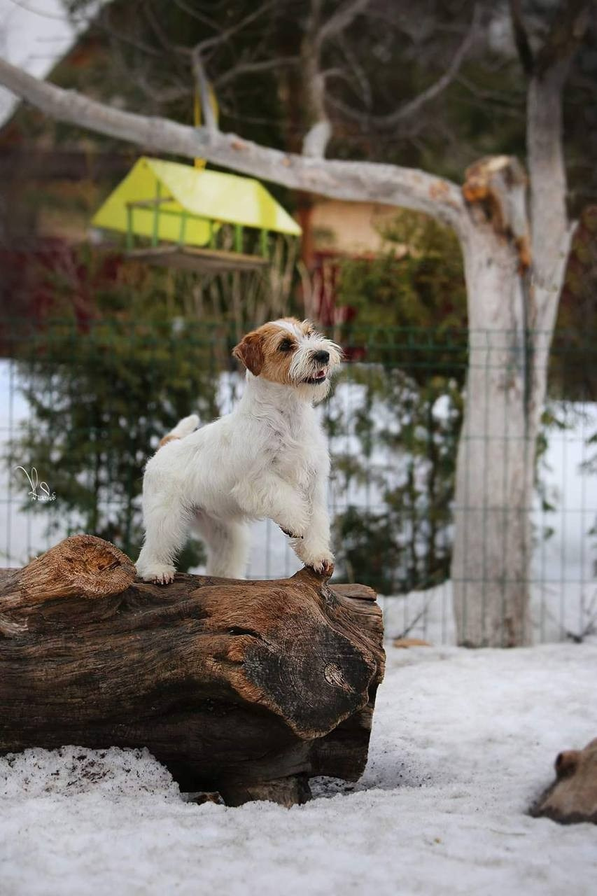 Lovely-Orange Candy Shop. Lovely-Orange питомник джек рассел терьеров