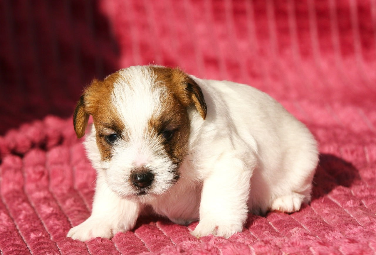 Кобель. Lovely-Orange питомник джек рассел терьеров