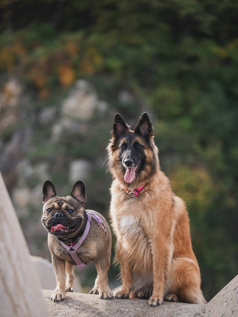 Фото Прогулки. Семейный фотограф анималист г. Находка