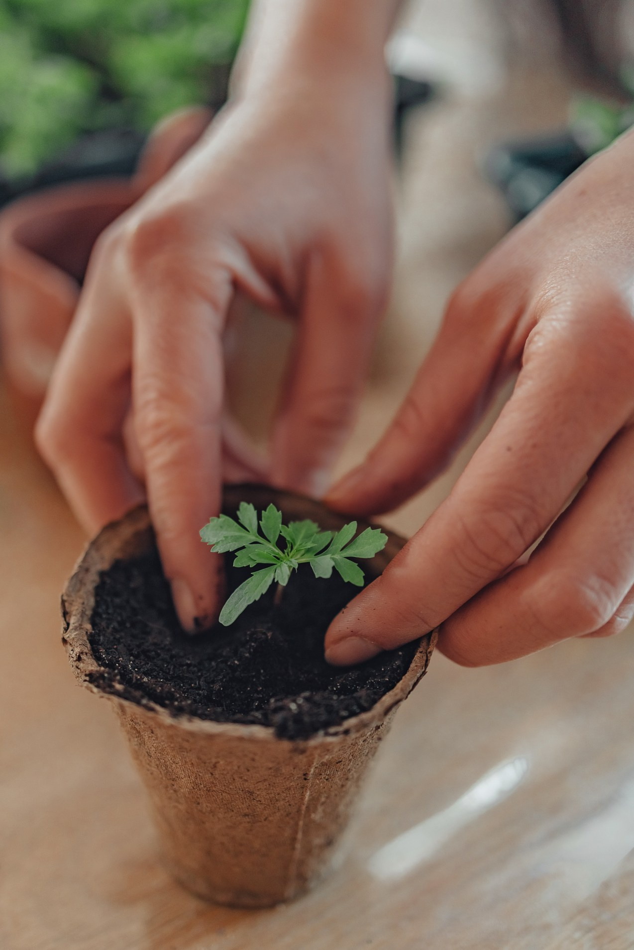 Посадка рассады в Алешинке. Семейный и детский фотограф |Брянск| Анастасия Перепелкина