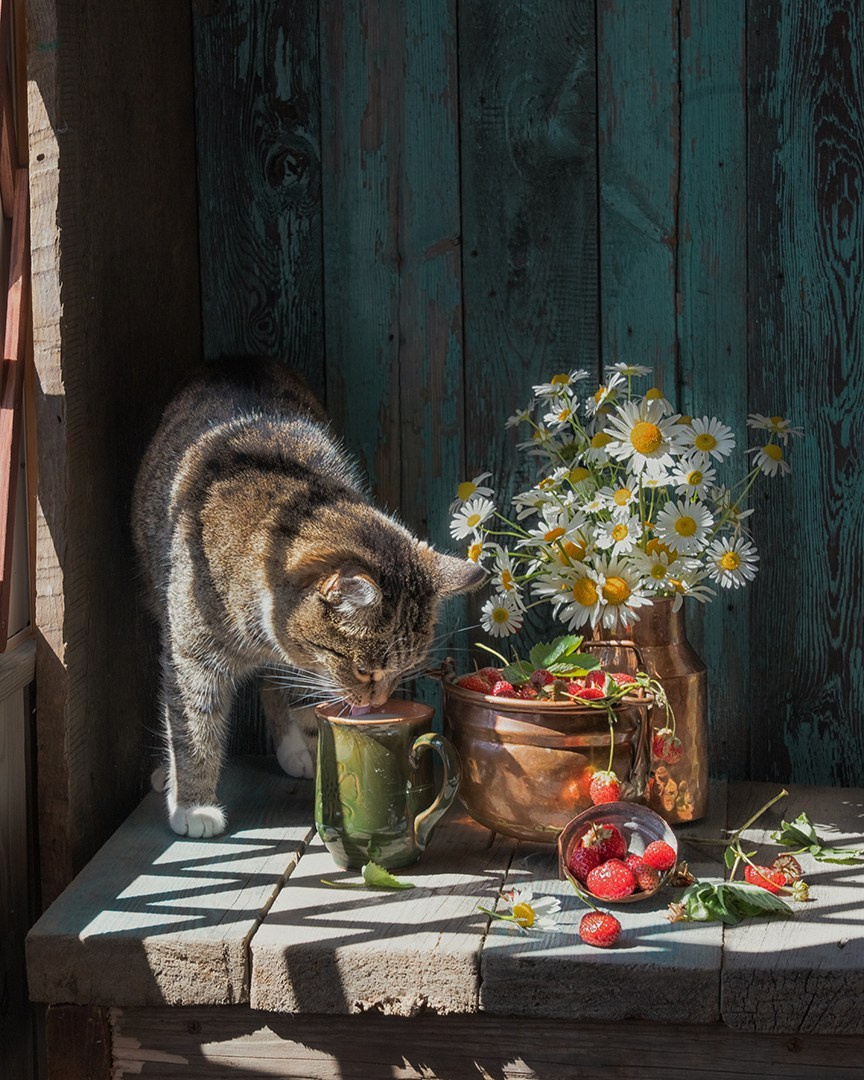 Фотосессия питомца, фотосессия кошечки, фотограф Светлана Корнелюк