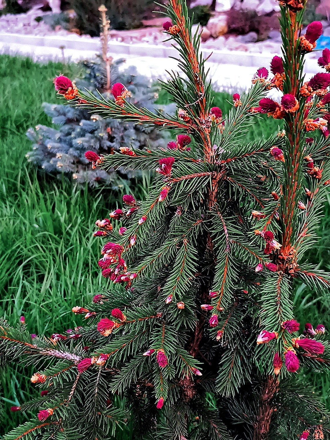 Парк-заповедник Купидон. Семейный фотограф в Димитровграде Елена Патрушева