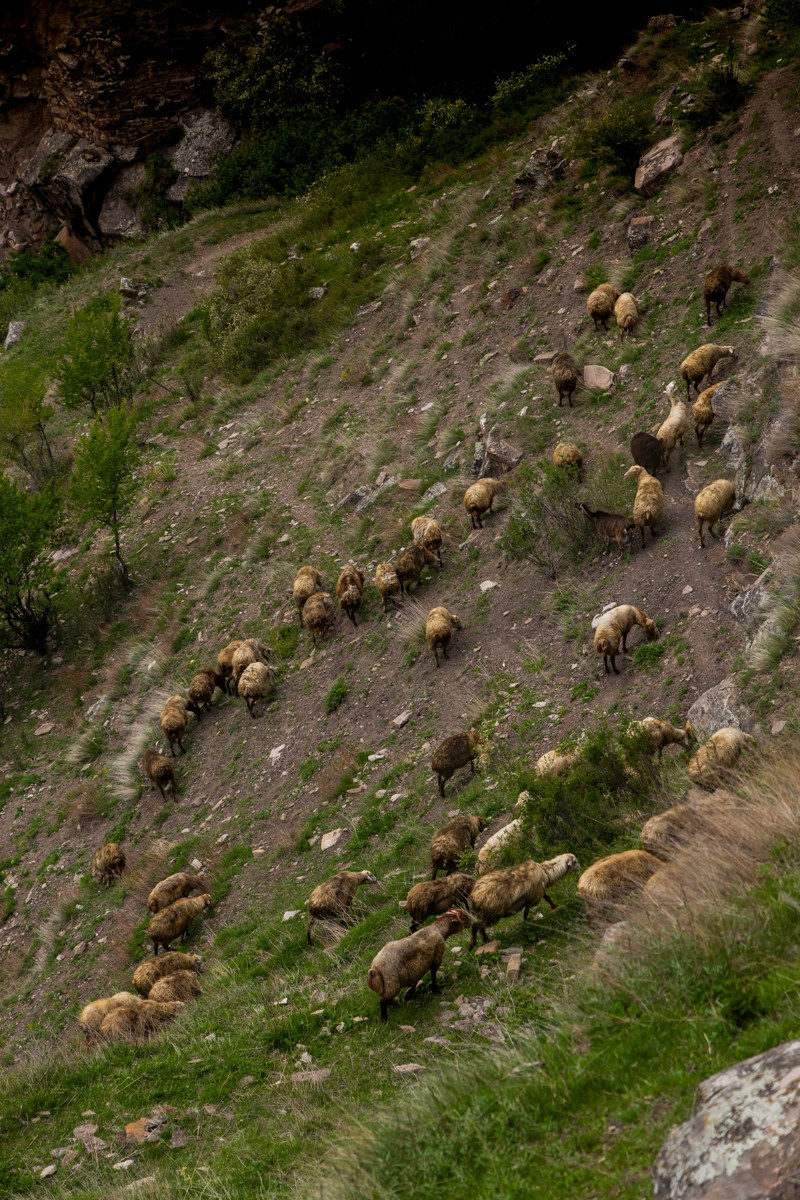 Животные. Photomantis