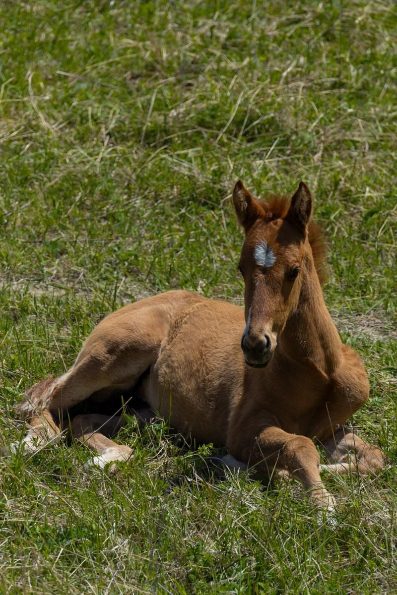 Животные. Photomantis