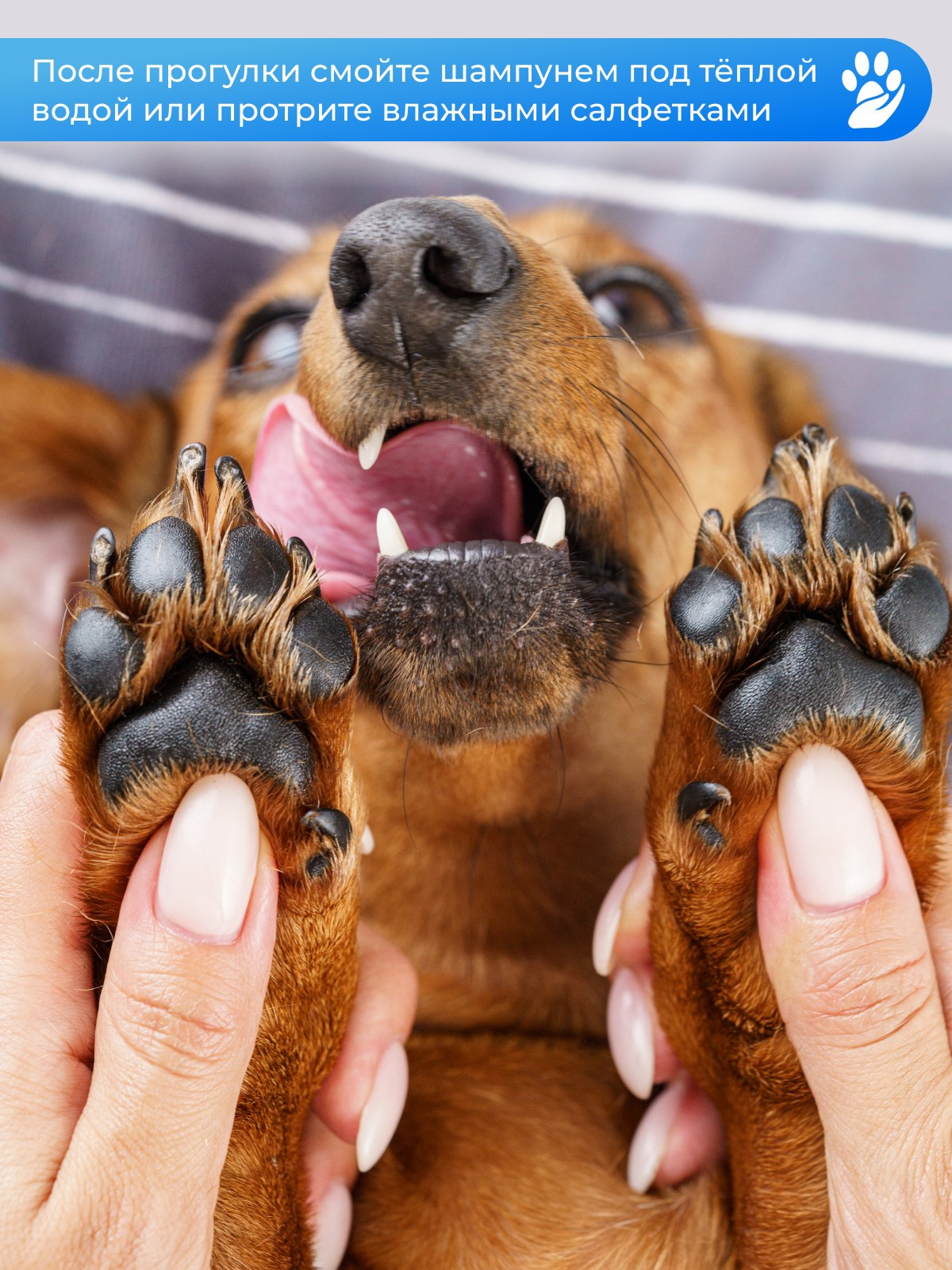 Такса Марго. KED Production — продакшн из СПб. Создаём фото, видео и контент, который помогает брендам и селлерам продавать больше