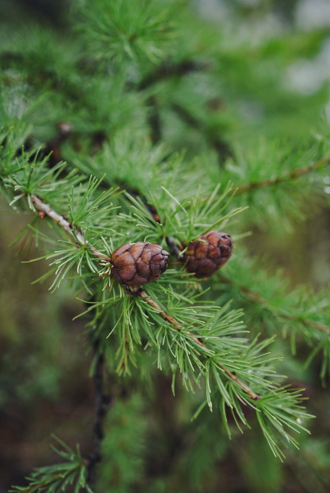 Фотографии с берегов Байкала. Предметный фотограф Санкт-Петербург