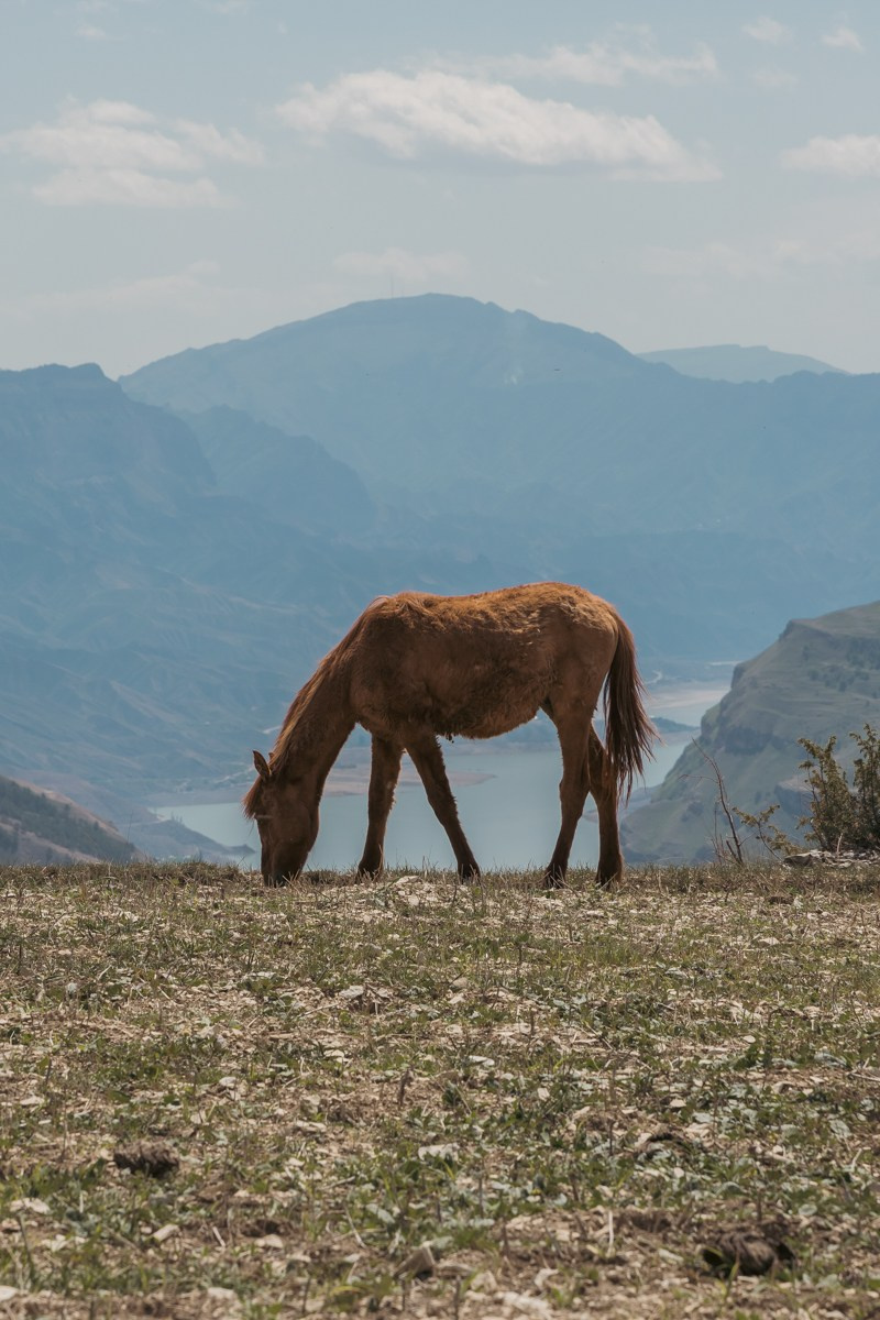 Животные. Photomantis