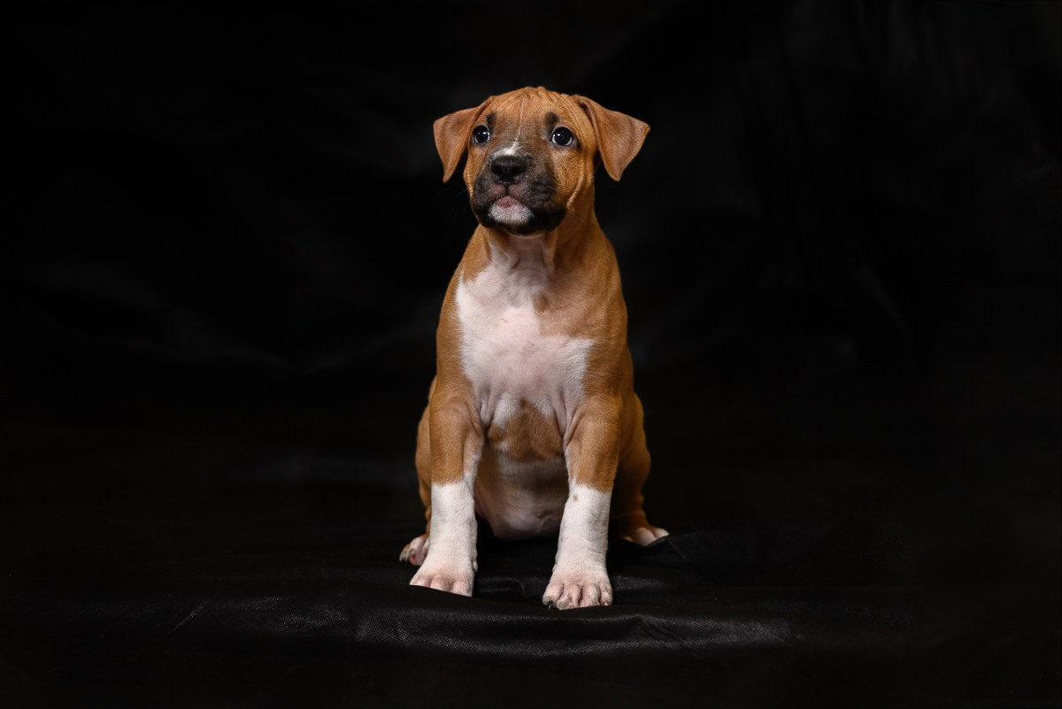 ЖЫВЁЛЫ. Вясельны і партрэтны фатограф Сяргей Клемянок