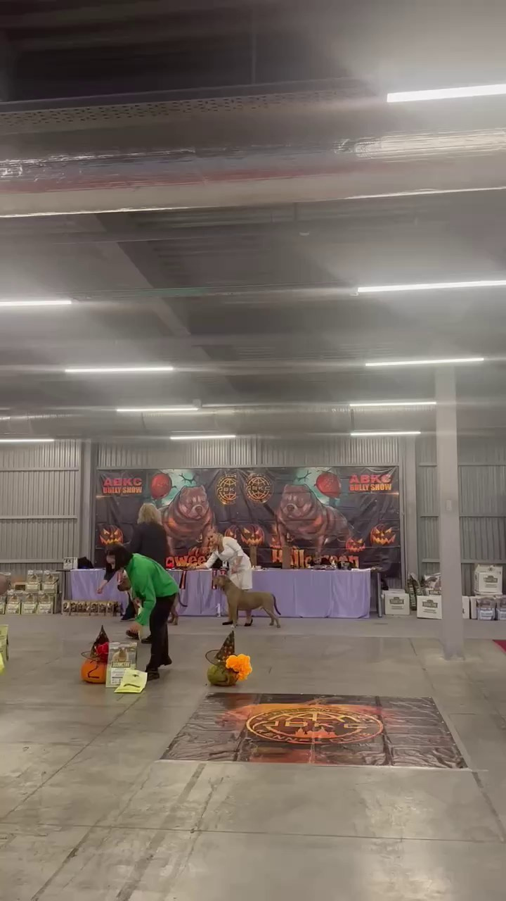 Участие в выставках. Американские булли XL в г. Калининград. Питомник Great Bully UNIVERSE