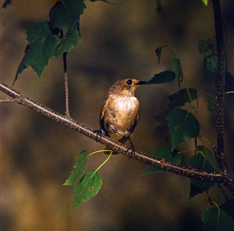 Лето. ВАДИМ ГИППЕНРЕЙТЕР — ВЕЛИКИЙ ФОТОГРАФ ЗЕМЛИ РУССКОЙ