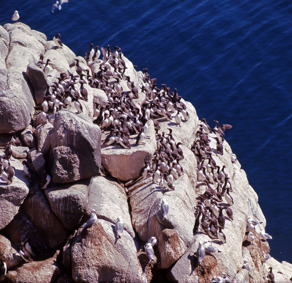 Птичий базар