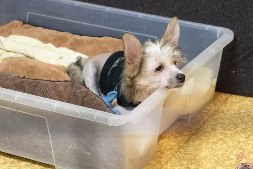 26.10.2019. Великий думалка...