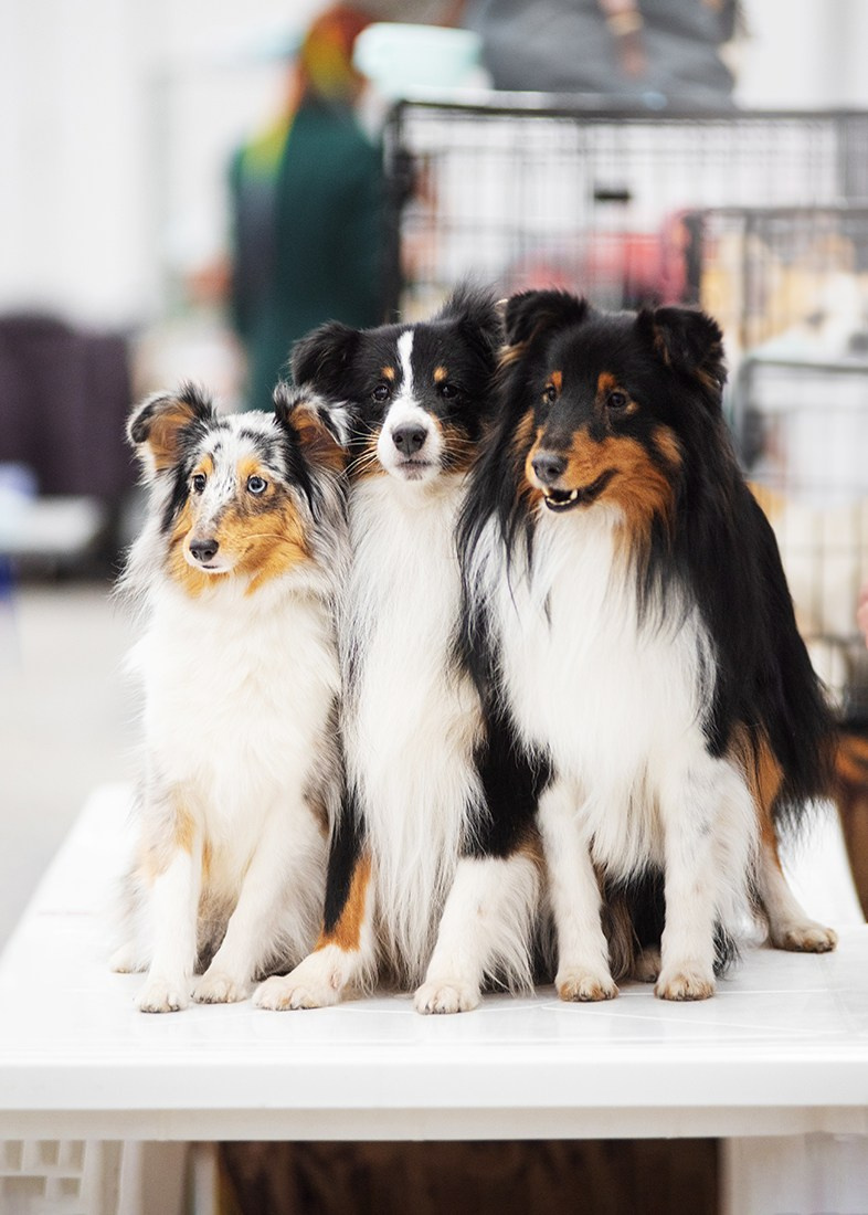 Выставка собак тюмень 14.01.2023. Дог-фотограф в Тюмени Александра Королева