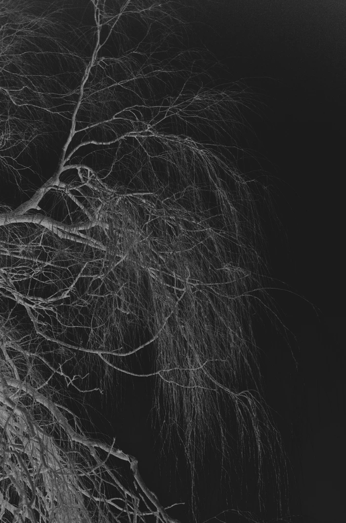 Проект Нанук Принс (Nanouk Prins) «Empty Forest». Private image