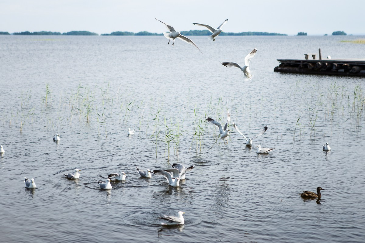 Kizhi. Фотограф Евгения Добротворская