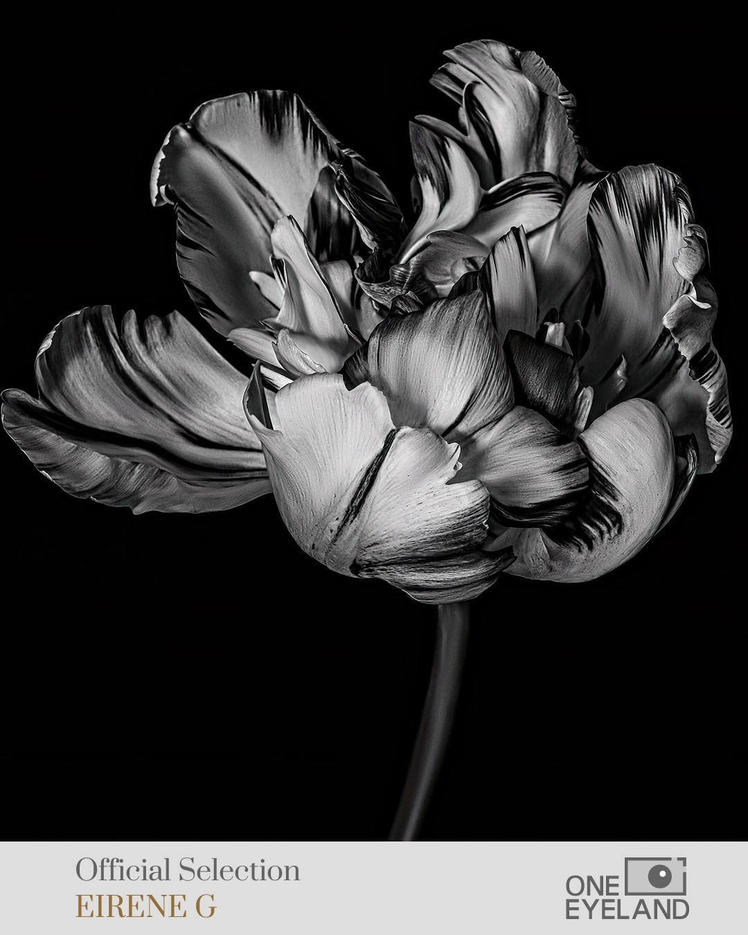 ONEEYELAND GALLERY. Eirene G |  Photoartist | Flowers from my garden