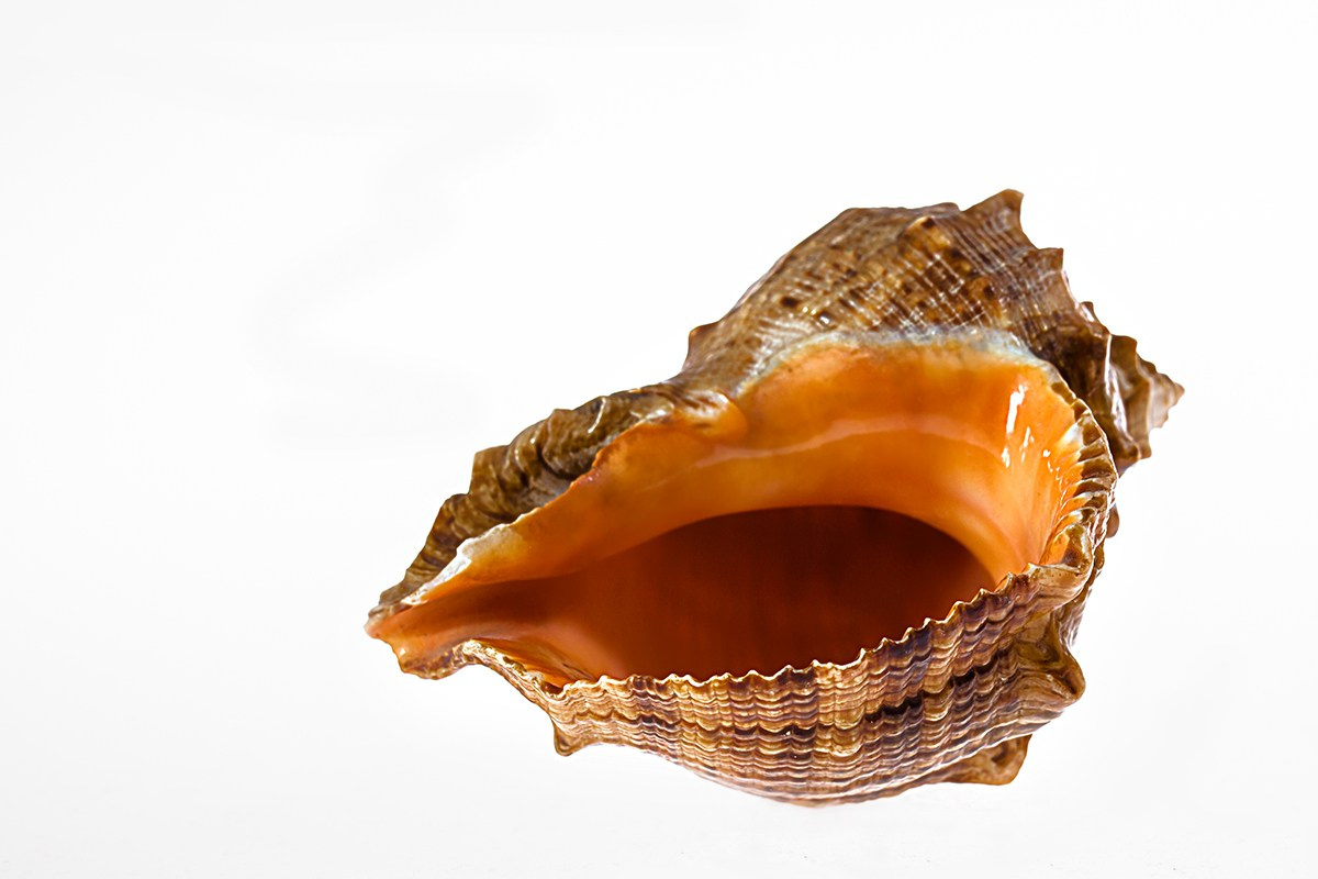 10 тем для вашего следующего натюрморта. Свадьбы, портретная, предметная съемка. Фотограф Александр К