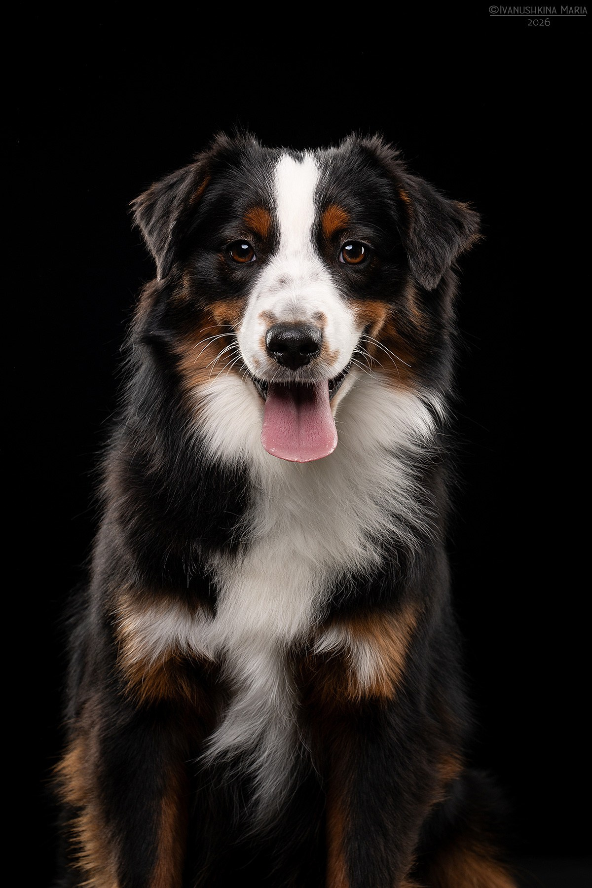 Фотосессия собаки в студии. Фотограф собак в Москве и Московской области Иванушкина Мария