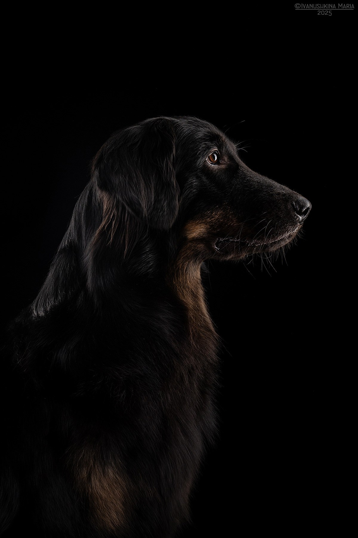 Фотосессия собаки в студии. Фотограф собак в Москве и Московской области Иванушкина Мария