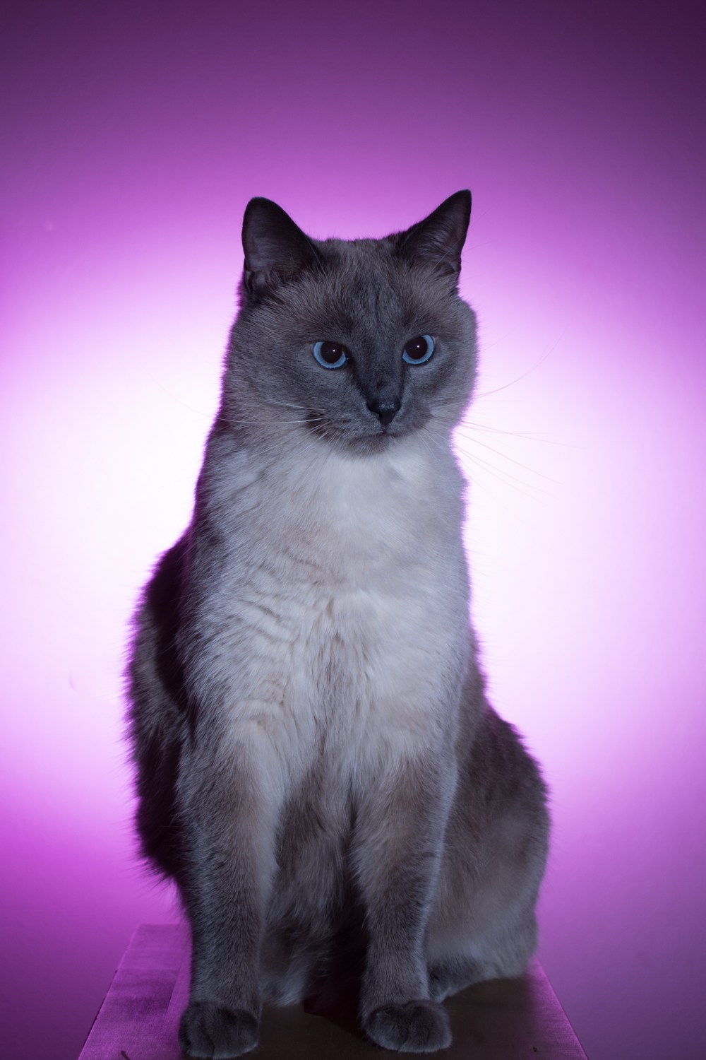 Коты. Фотограф Максим Буряк