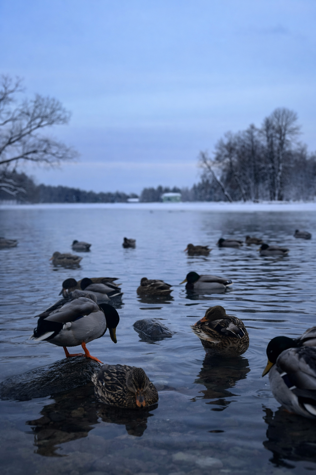 Природа. Фотокружок «Видоискатель» ГБОУ СОШ № 291