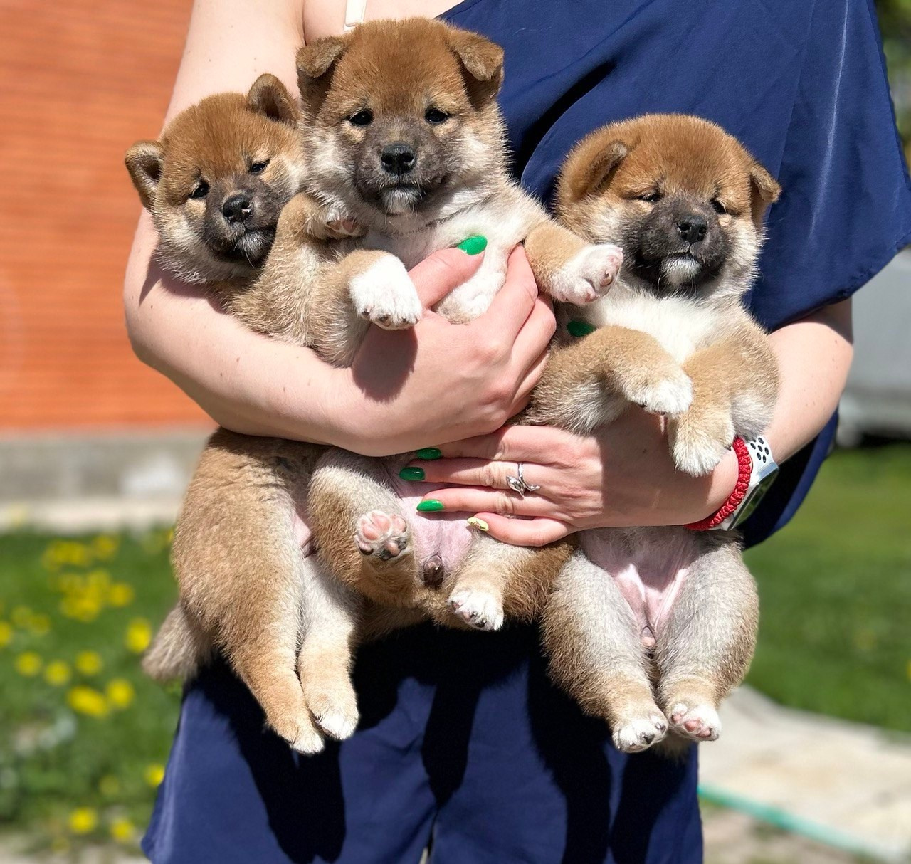 сиба питомник Рубилайт щенки на продажу rubylight  сиба щенки купить СПб Санкт-Петербург