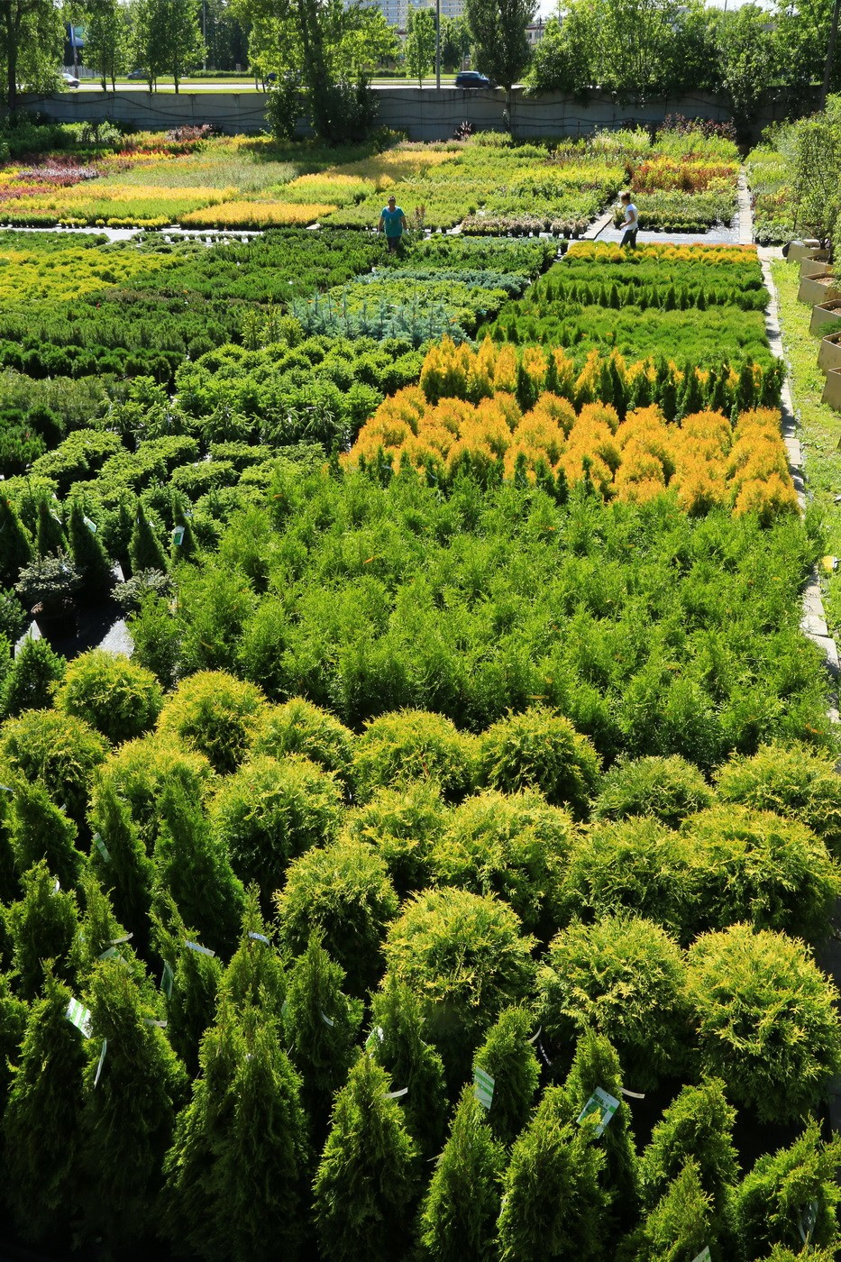 Питомники, садовые центры. Ландшафтный фотограф Андрей Лысиков, Москва