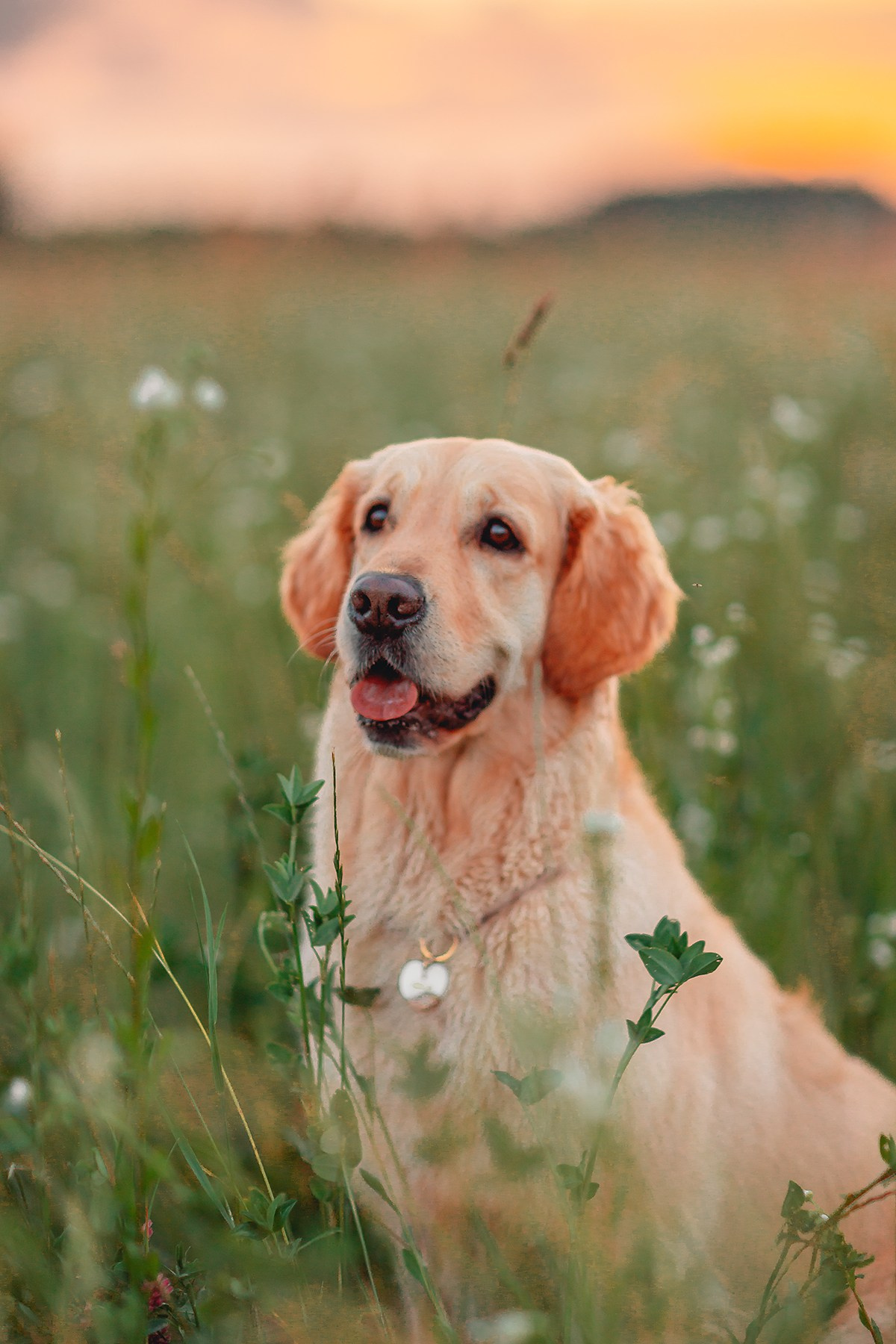 Марина и Чили. Семейный фотограф анималист Мария Крючкова
