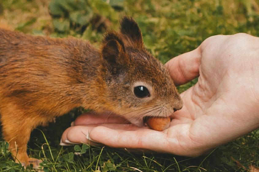 Алина и Тёма. Осенняя прогулка в Остафьево. Семейный и детский фотограф и видеограф в Москве, Дрокина Наталья