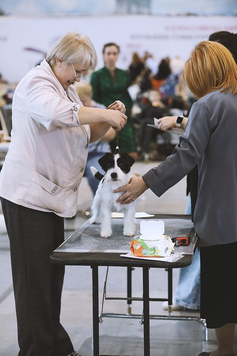 22-23.11.2025 Екатеринбург ЧРКФ/ОС. Щенки джек рассел терьера, питомник РКФ, питомник джек рассел терьеров, питомник Порт Фортис, kennel PORT FORTIS