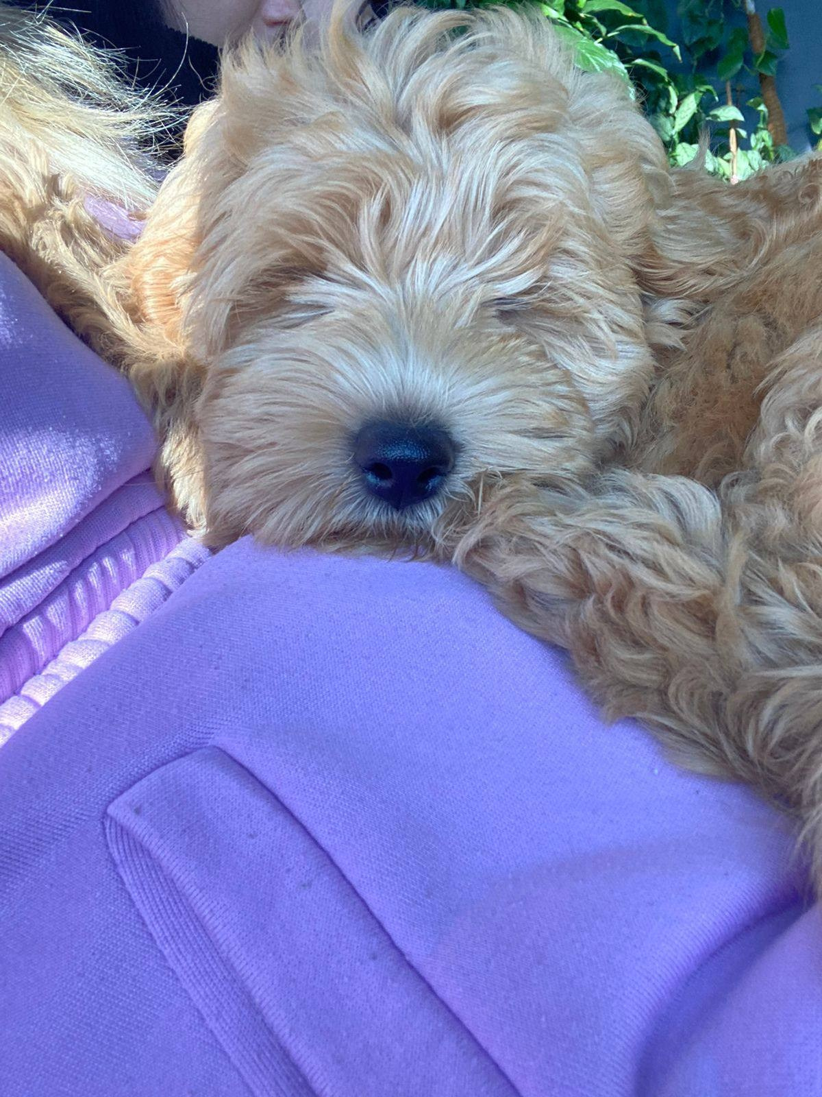 Выпускники. Заводчик Labradoodle в Санкт-Петербурге — Костылева Ульяна