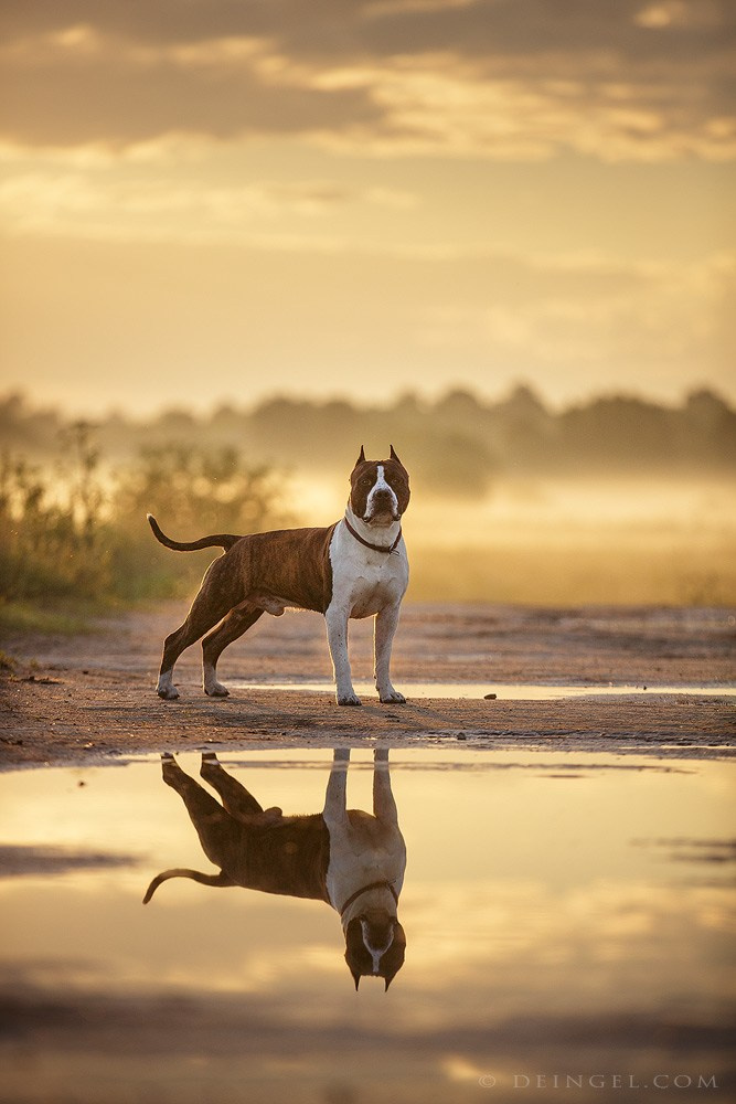 АСТ Федя, Пако и Ника. Фотограф-анималист Natalia Deingel | Фотосъемка собак в Москве