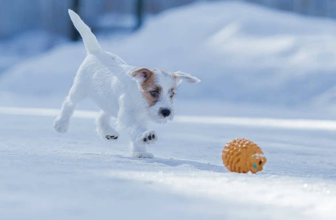 Сука 2. Lovely-Orange питомник джек рассел терьеров