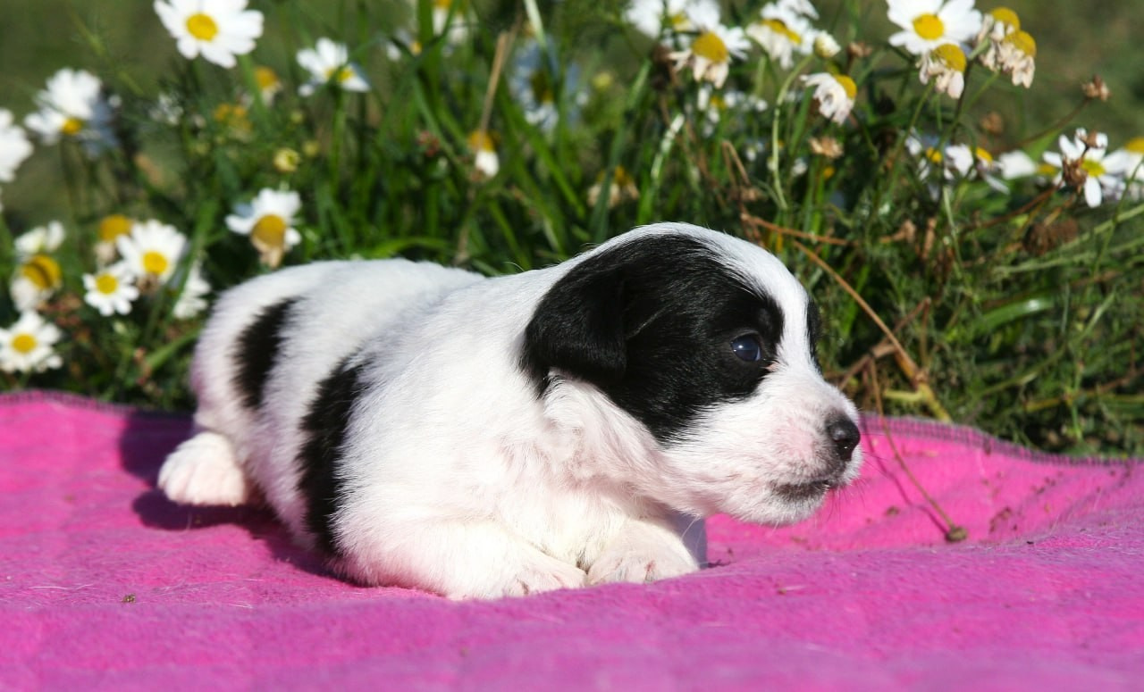 Сука 2. Lovely-Orange питомник джек рассел терьеров