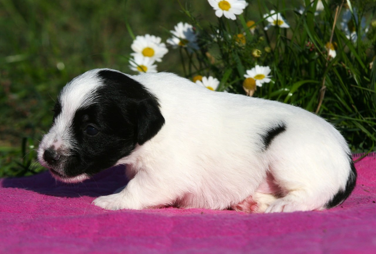 Сука 2. Lovely-Orange питомник джек рассел терьеров