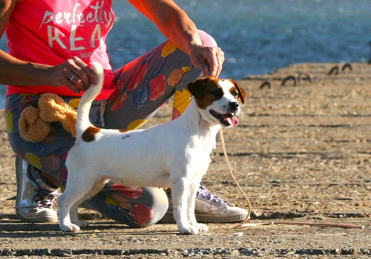 Lovely-Orange Avrora. Lovely-Orange питомник джек рассел терьеров