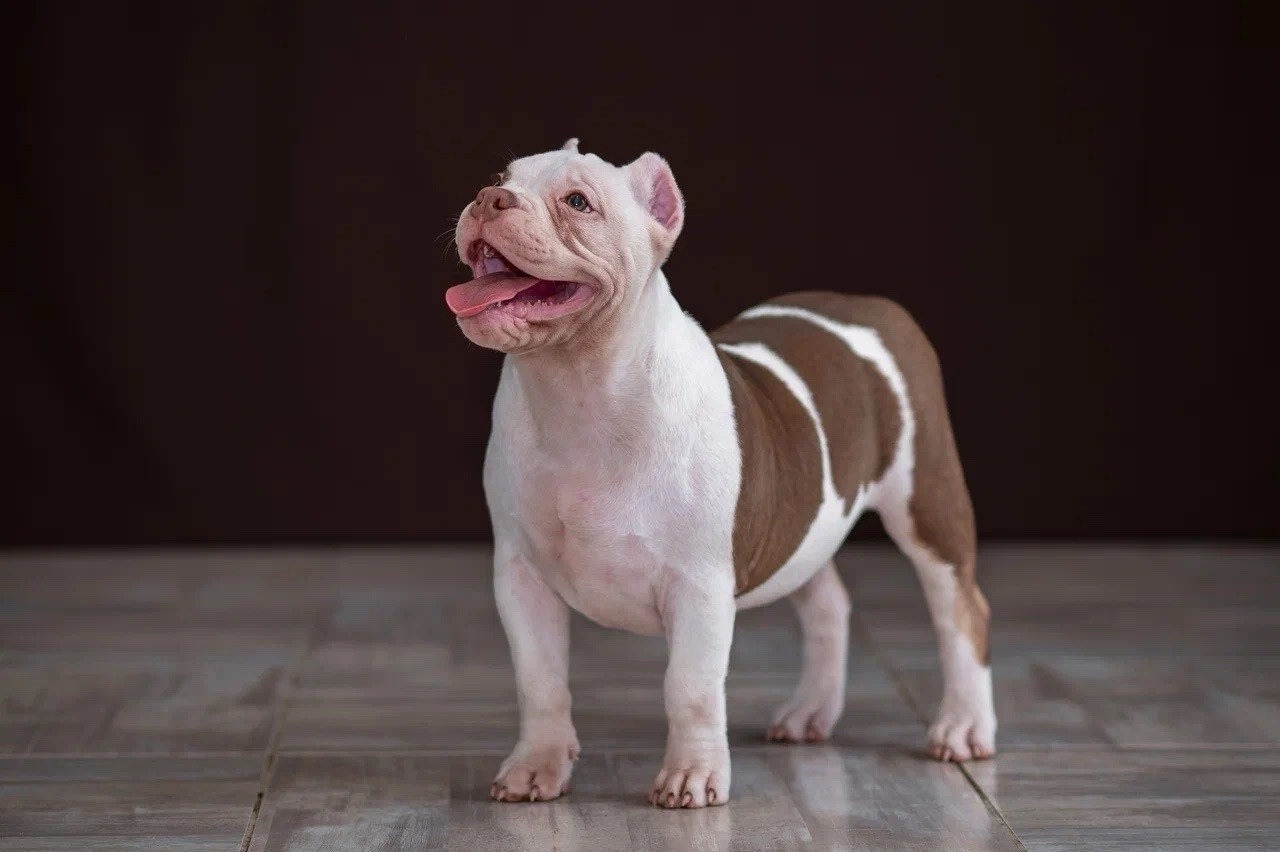 Свободные щенки Американский Булли в Иркутске. Питомник собак Иркутск