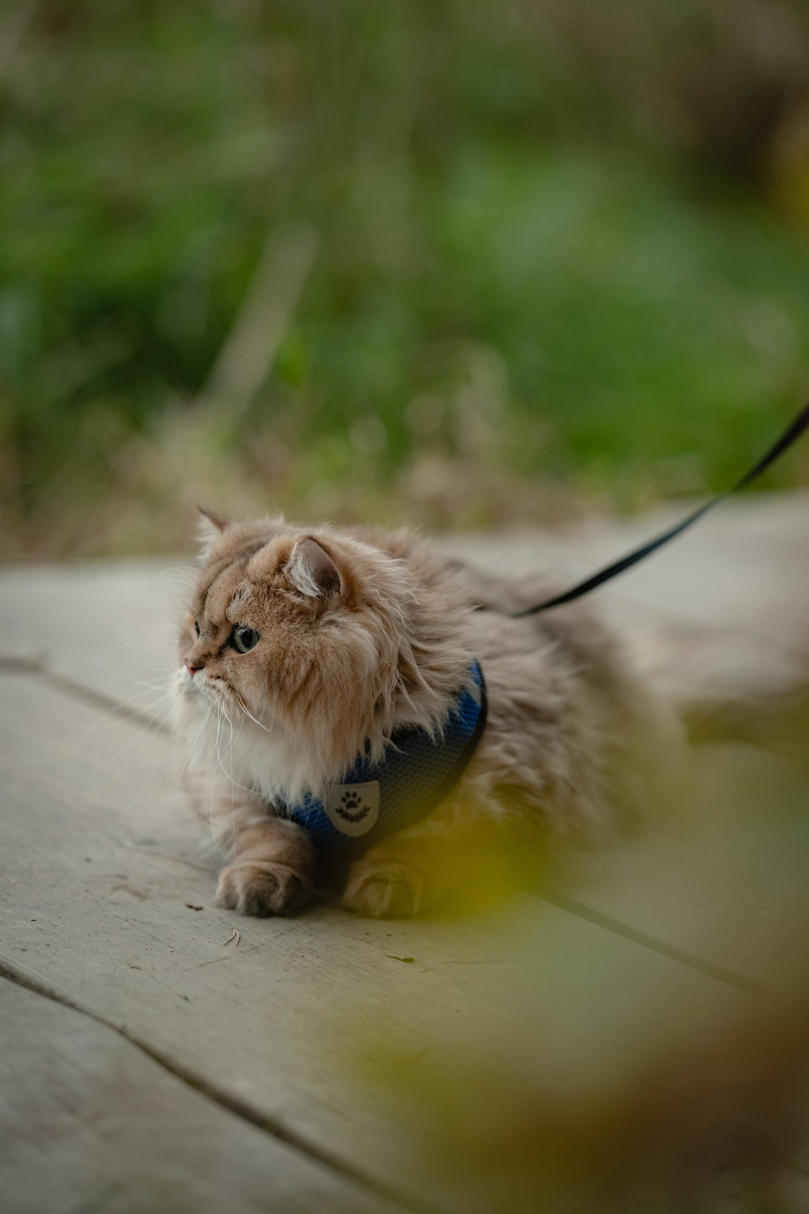 Мещерский парк. Семейный фотограф и анималист в Москве и Московской области