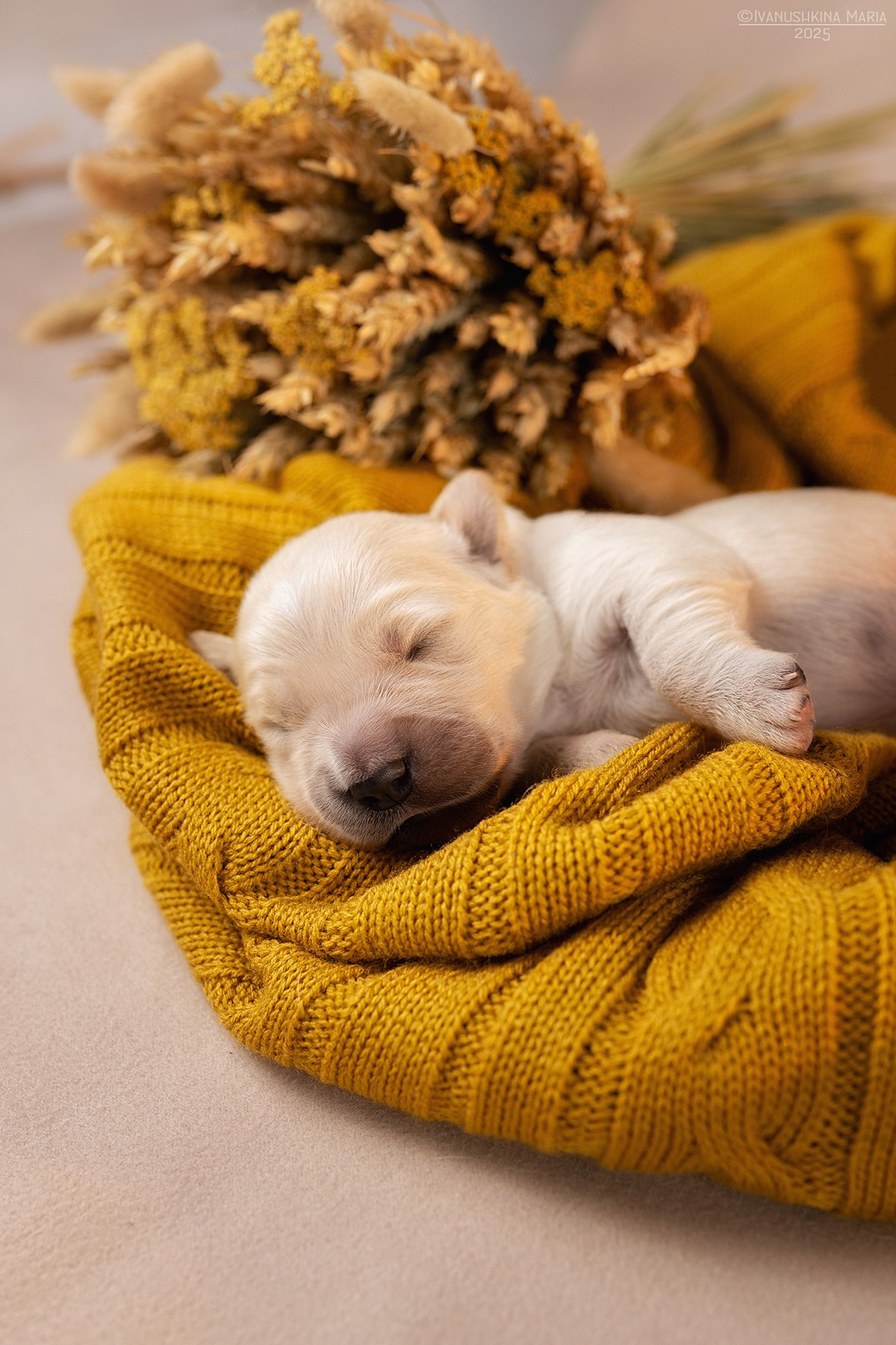 Ньюборн фотосессия щенков. Фотограф собак в Москве и Московской области Иванушкина Мария
