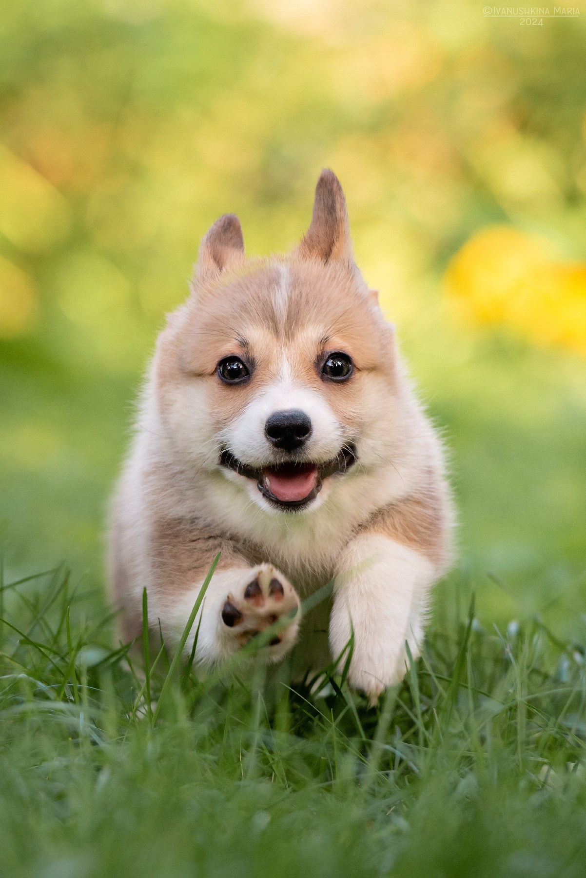 Фотосессия щенков на продажу. Фотограф собак в Москве и Московской области Иванушкина Мария