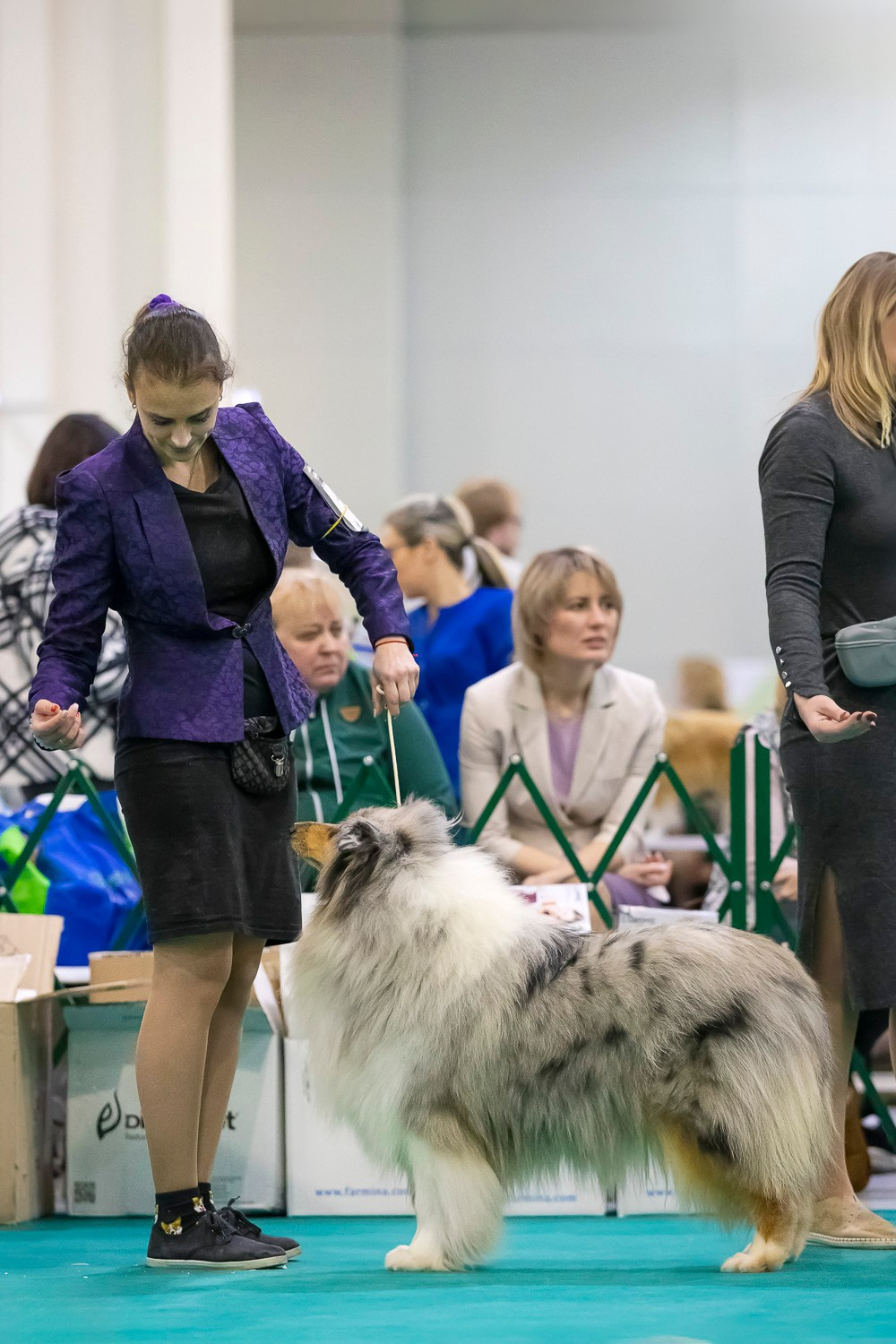 Крокус 10.02. Фотограф анималист, семейный фотограф, фотограф собак Комратова Мария. г. Москва