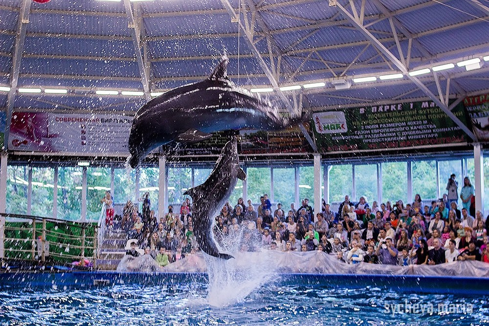 Дельфинарий. Детский и семейный фотограф, фотограф мероприятий Нижний Новгород