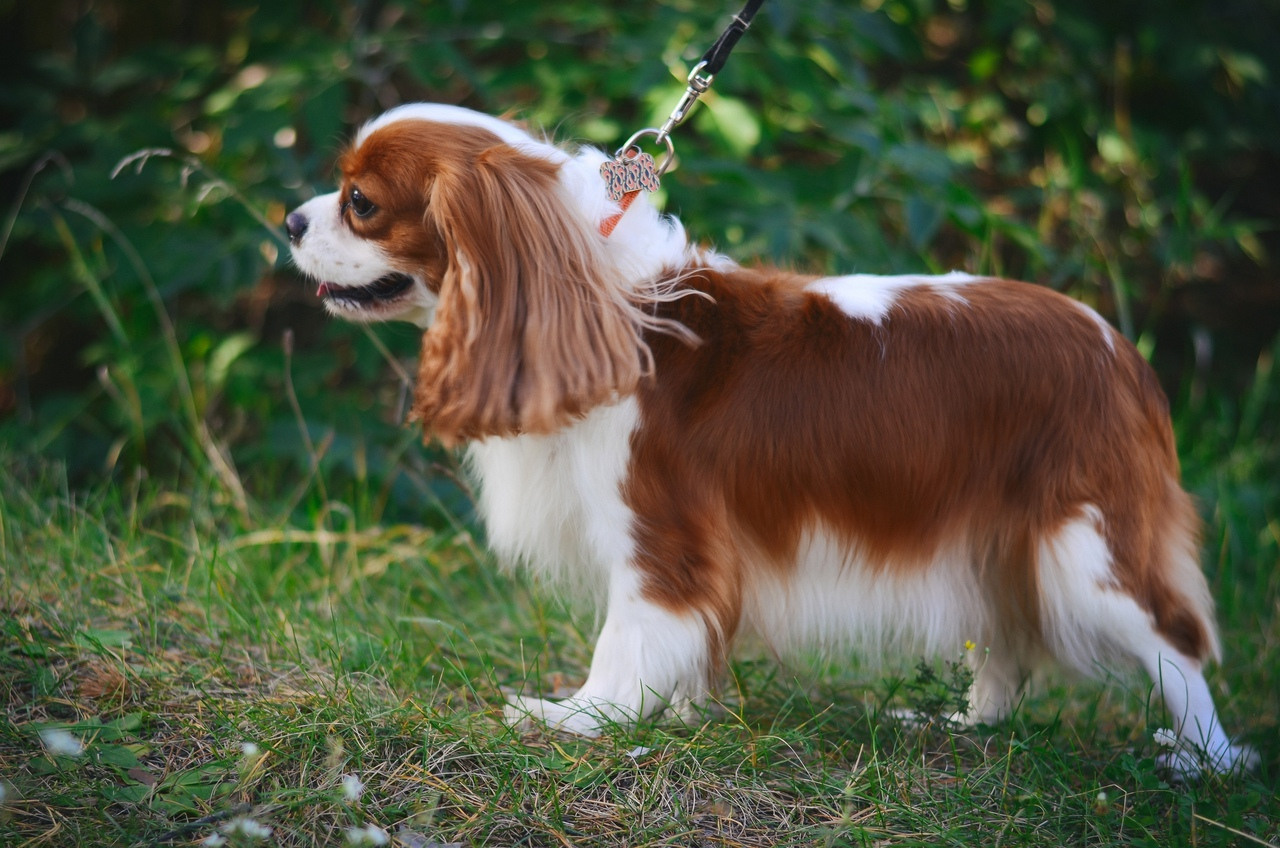С домашними животными. Thephoto-russia.ru