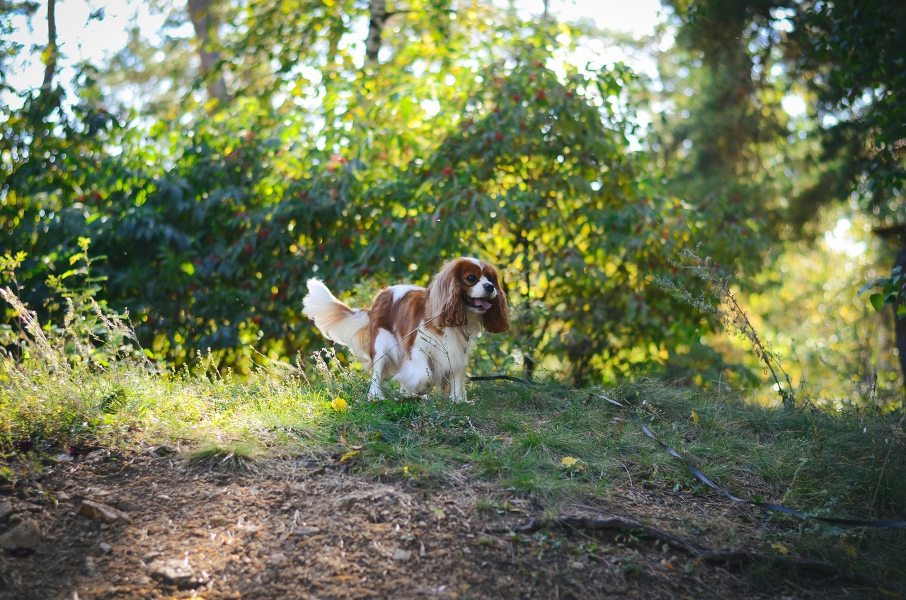 С домашними животными. Thephoto-russia.ru