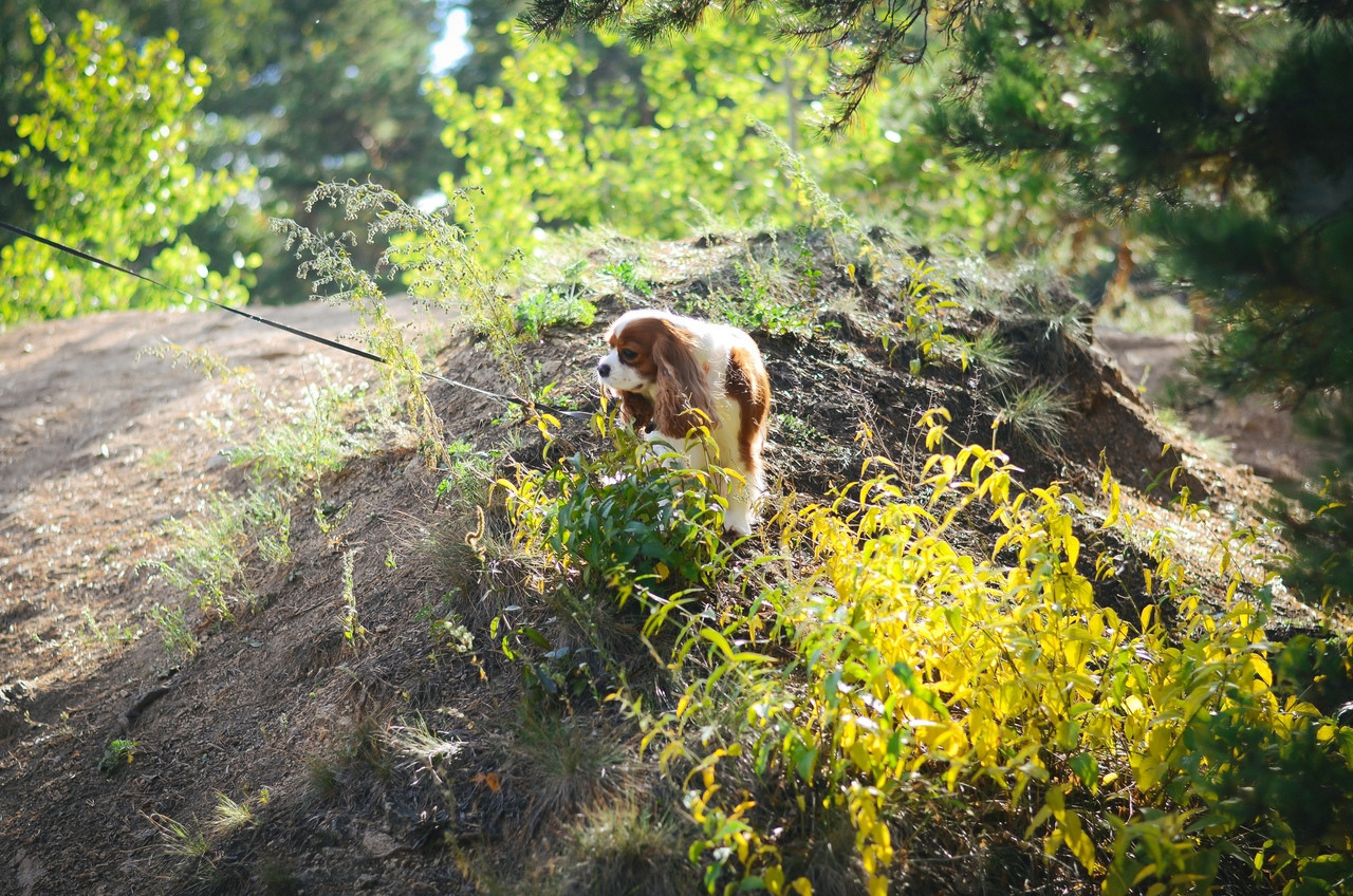 С домашними животными. Thephoto-russia.ru