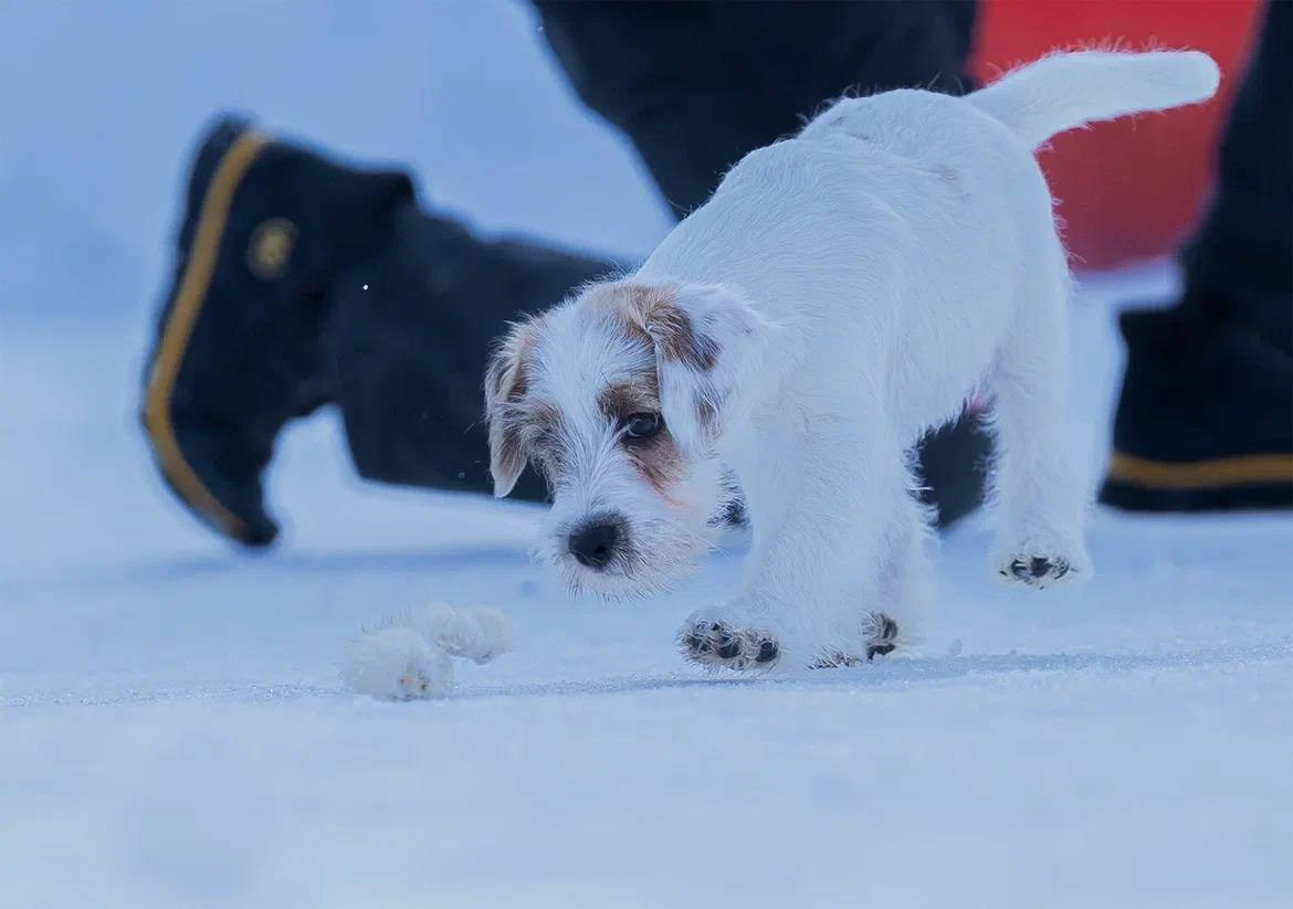 Сука 2. Lovely-Orange питомник джек рассел терьеров