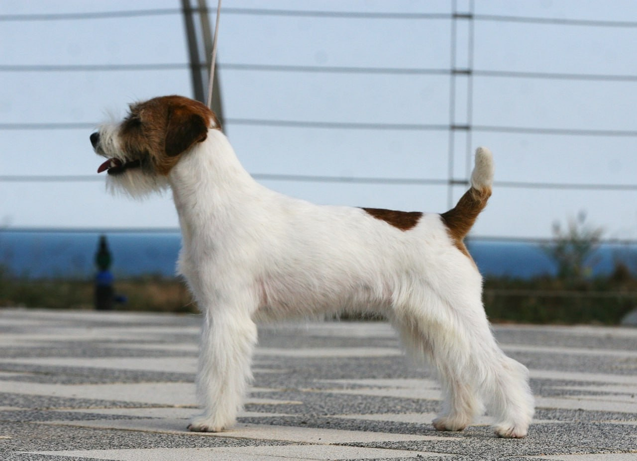 Lovely-Orange Escada. Lovely Orange kennel Jack Russell Terrier FCI/RKF