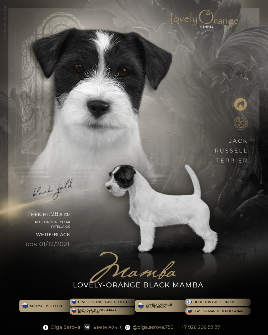 Lovely-Orange Black Mamba. Lovely-Orange питомник джек рассел терьеров