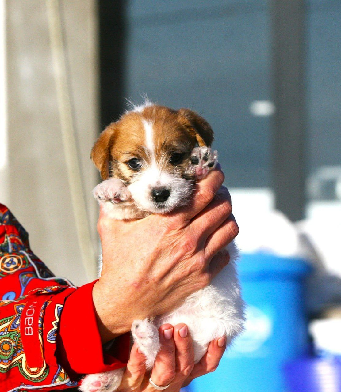 Кобель 2. Lovely-Orange питомник джек рассел терьеров