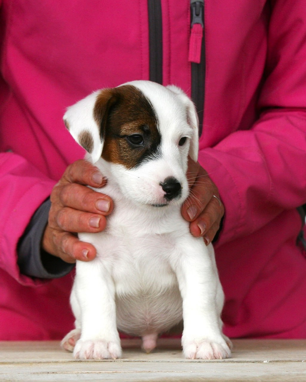 Male 1 light brocken. Lovely-Orange питомник джек рассел терьеров